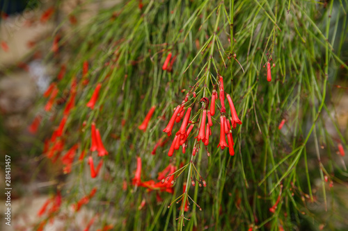 red,small flowers of russelia equisetiformis plant close up photo