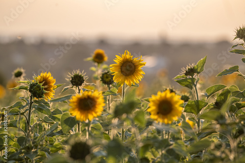 Bl  hende Sonnenblumen auf dem Feld