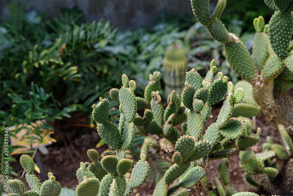 The botanical family of opuntia ficus indica is cactaceae.
