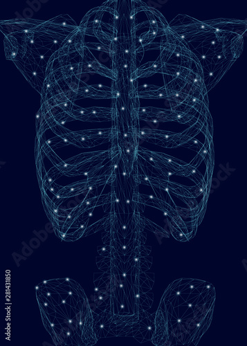 Human thorax. Polygonal wireframe of a human skeleton made of blue lines on a dark background. Vector illustration