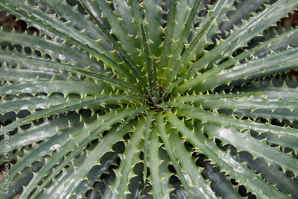 Hechtia texensis in a Desert Garden Hechtia texensis in a Desert Garden