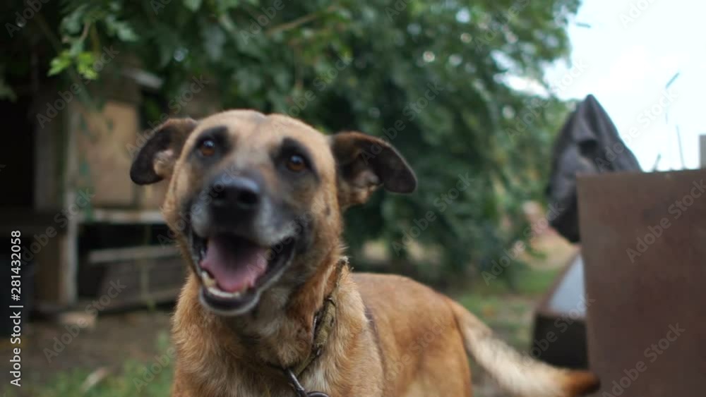 Chain dog barks at passers-by. Poor village courtyard and his guard. Close portrait of a purebred dog Chain dog barks at passers-by. Poor village courtyard and his guard. Close portrait of a purebred dog