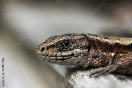 Lizard viviparous in the Moscow region in the summer is heated by the sun looks into the frame