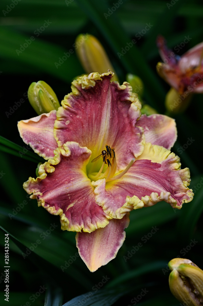 Daylily flower and Hoverfly outdoors in nature. Daylily flower and Hoverfly outdoors in nature.