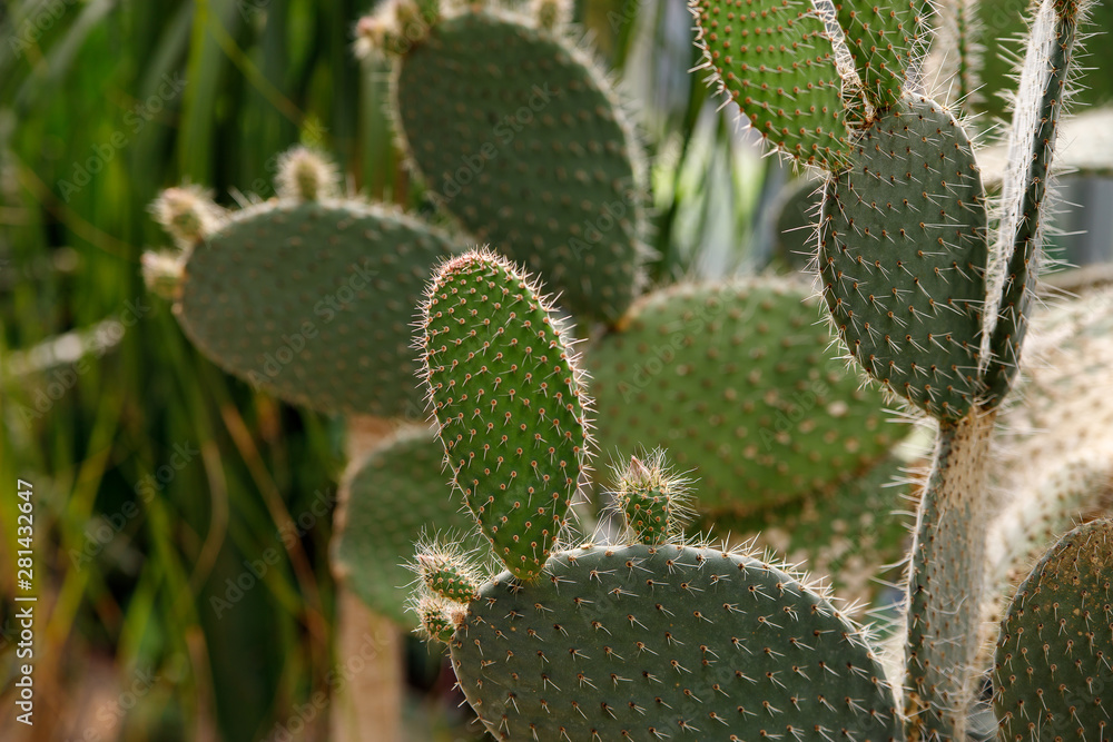 The botanical family of opuntia ficus indica is cactaceae. The botanical family of opuntia ficus indica is cactaceae.