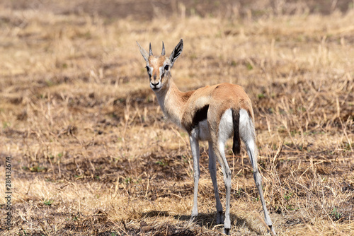 Junges - Impala - Ngorongoro Conservation Area