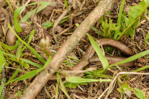two slow worms in reproduction