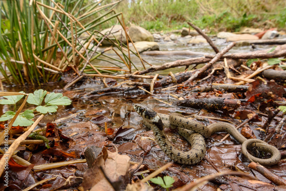 Grass snake (Natrix astreptophora) in habitat Grass snake (Natrix astreptophora) in habitat