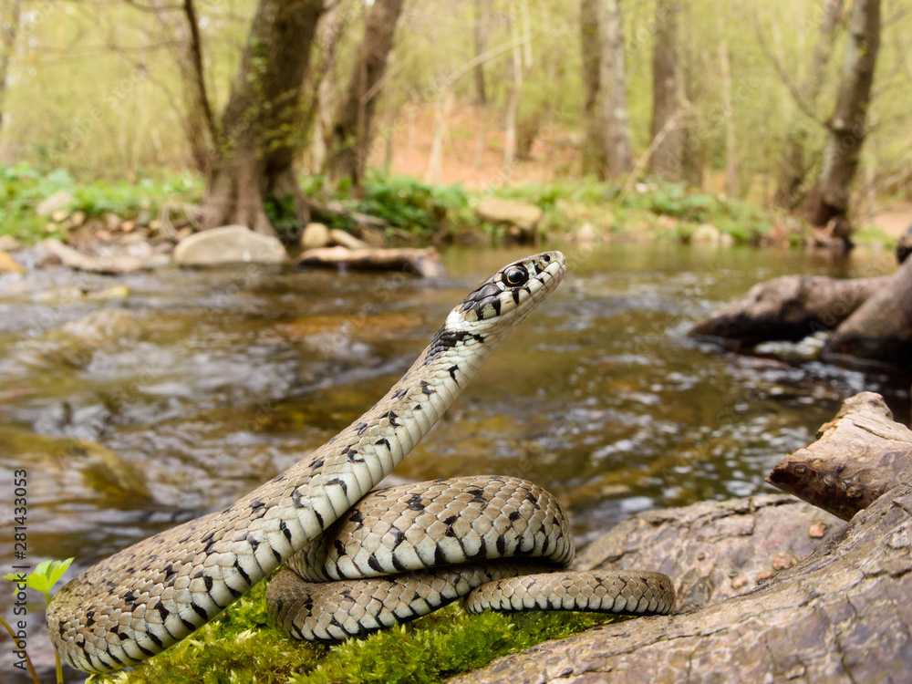Grass snake (Natrix astreptophora) in habitat Grass snake (Natrix astreptophora) in habitat