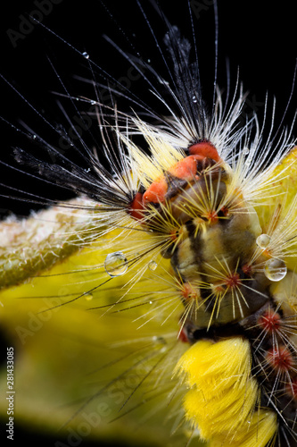 The rusty tussock caterpillar, Orgya antiqua.
