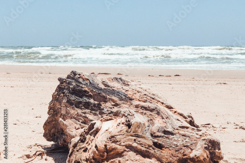 Driftwood dreams
