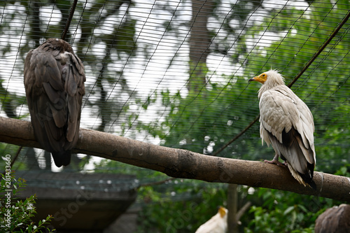 Vászonkép White bird scavenger on a branch in captivity.