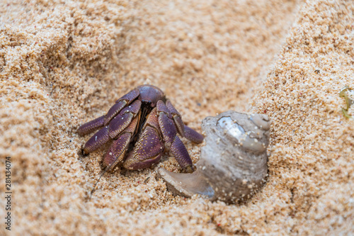 Hermit Crab