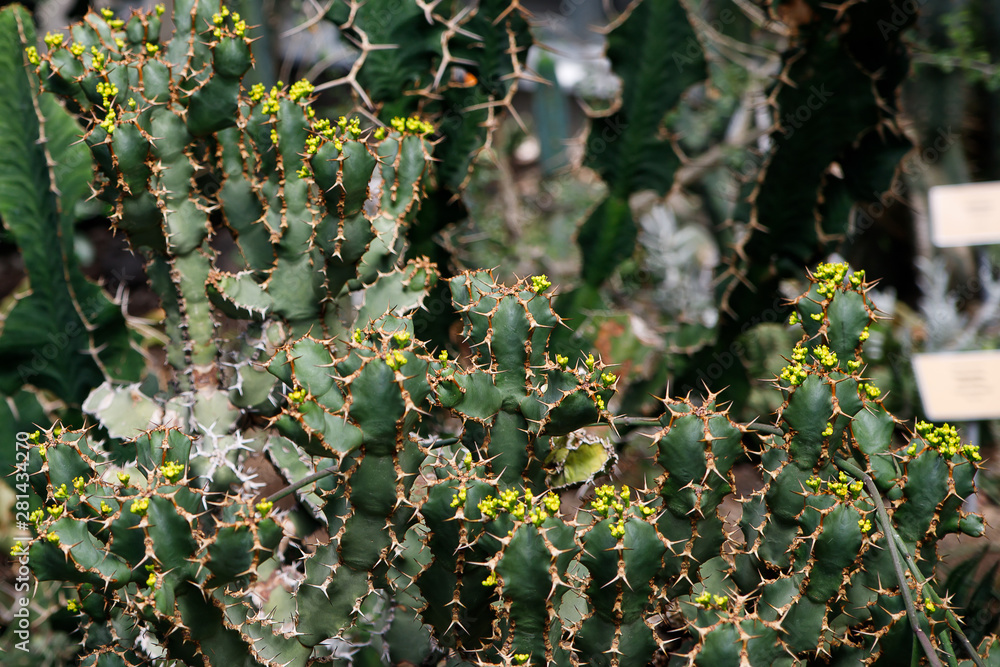Cactus plant, Euphorbia ingens, Euphorbia candelabrum plant Stock Photo