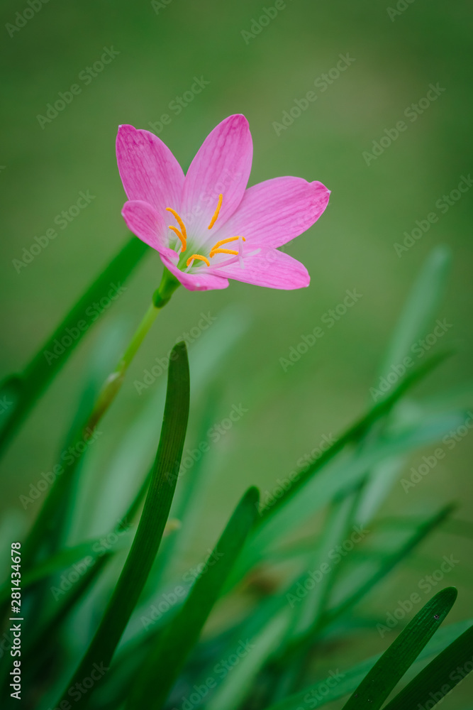 Fototapeta premium purple rain lily flower
