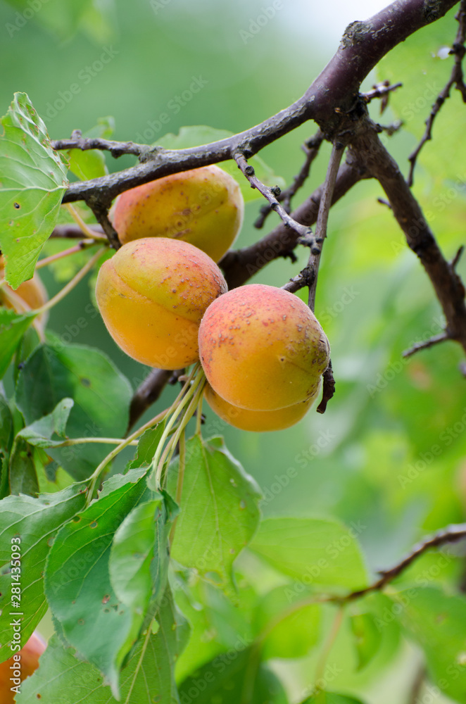 Bright ripe apricots on a brunch. Summer harvest seasonal background.