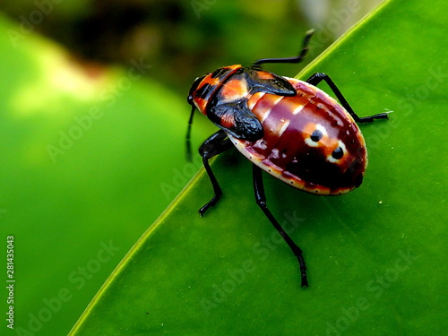 insecto en el borde de una hoja © Miquel