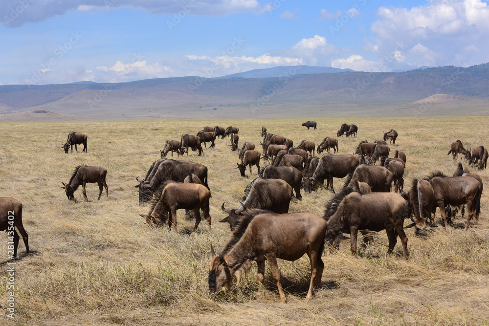 Gnuherde - Ngorongoro Conservation Area