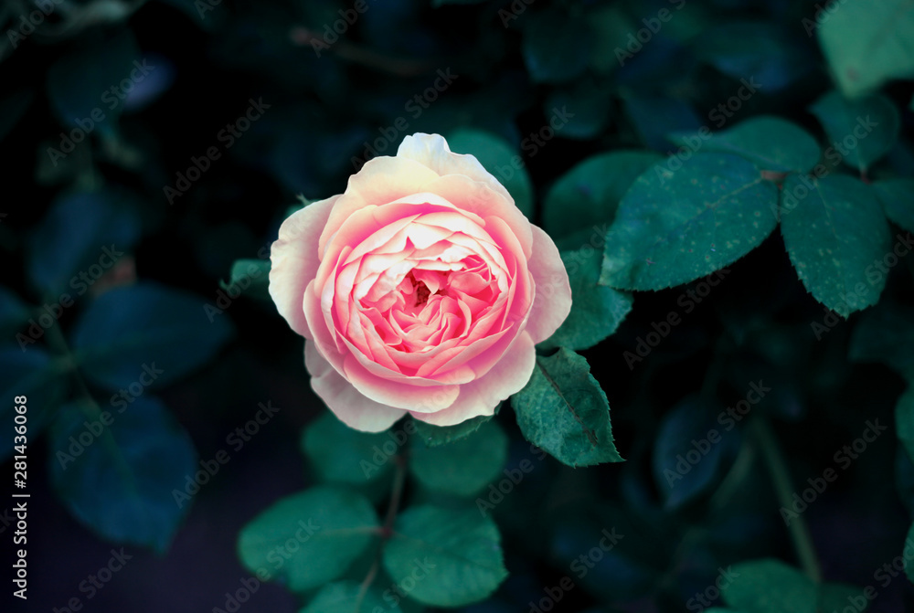 Beautiful pink rose close up in the garden, vintage toning Beautiful pink rose close up in the garden, vintage toning