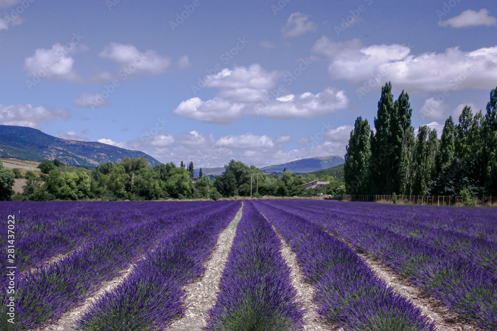 Lavendel im Sommer