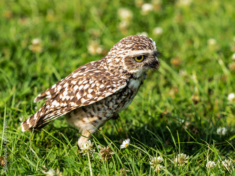 Burrowing Owl Burrowing Owl