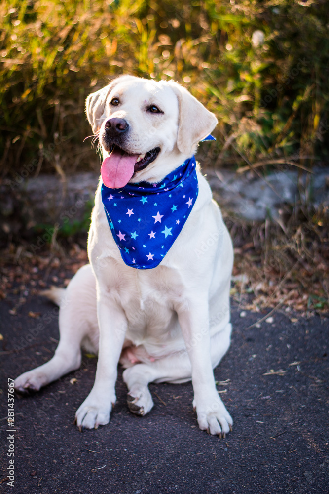 dog animals white labrador in blue arafatka stars in the meadow dog animals white labrador in blue arafatka stars in the meadow