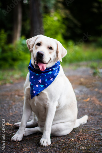 dog animals white labrador in blue arafatka stars in the meadow