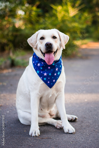 White and beige labrador posing in arafat dog clothes, groomer puppy 