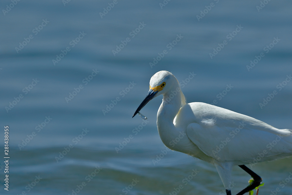 Snowy Egret (Egretta thula), copy taken in freedom Snowy Egret (Egretta thula), copy taken in freedom