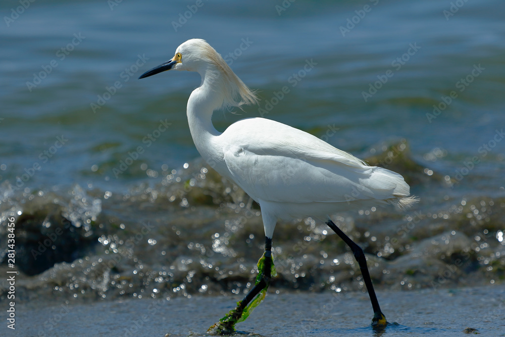 Snowy Egret (Egretta thula), copy taken in freedom Snowy Egret (Egretta thula), copy taken in freedom