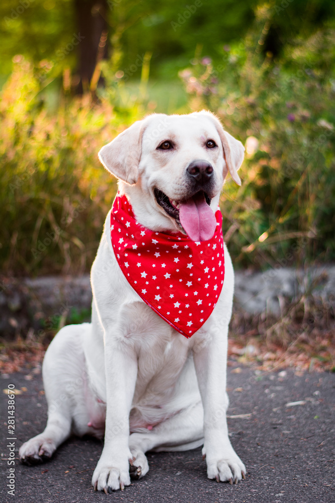 White and beige labrador posing in arafat dog clothes, groomer puppy
