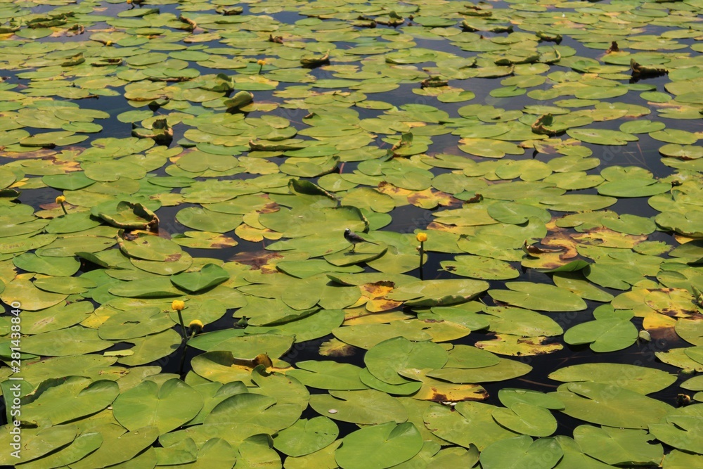 water lily water lily