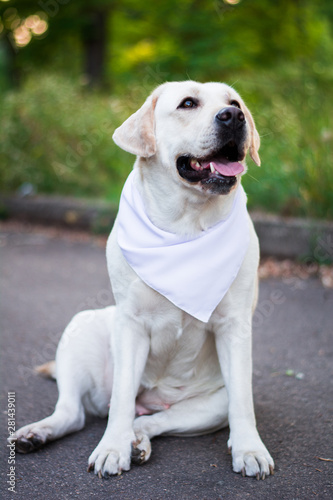 dog white labrador in arafatka serbernard dachshund shepherd