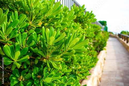 Green leaves on the stone path