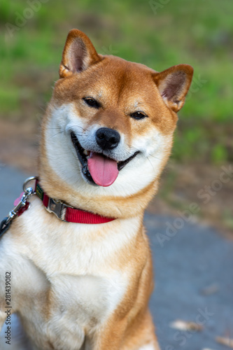 Japanese dog Shiba Inu sits on the street and looks at the camera.