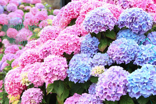 Obraz na plátně A top view of a smooth hydrangea or wild hortensia blue and violet flowers