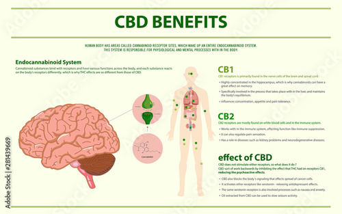 CBD Benefits Human horizontal infographic illustration about cannabis as herbal alternative medicine and chemical therapy, healthcare and medical science vector.