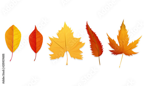 Set of colorful autumn leaves on white background.
