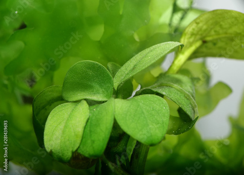 Aquarium Pflanzen Bucephalandra photo