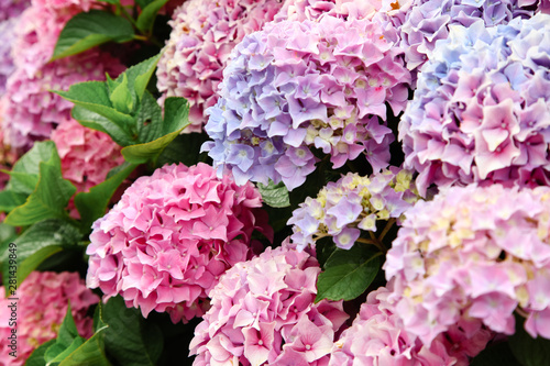 A top view of a smooth hydrangea or wild hortensia blue and violet flowers.
