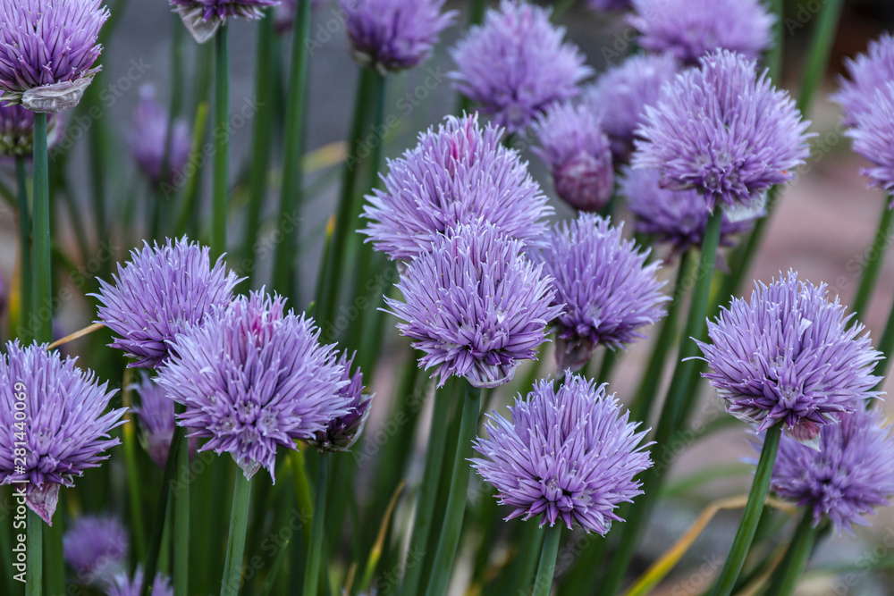 Close up of a garlic flowers in a garden. Close up of a garlic flowers in a garden.