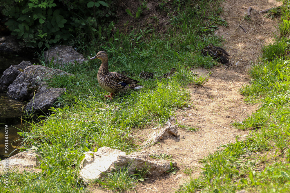 Duck with small ducklings with their children newborns. Maternal care duck for their ducklings. Wild nature Duck with small ducklings with their children newborns. Maternal care duck for their ducklings. Wild nature