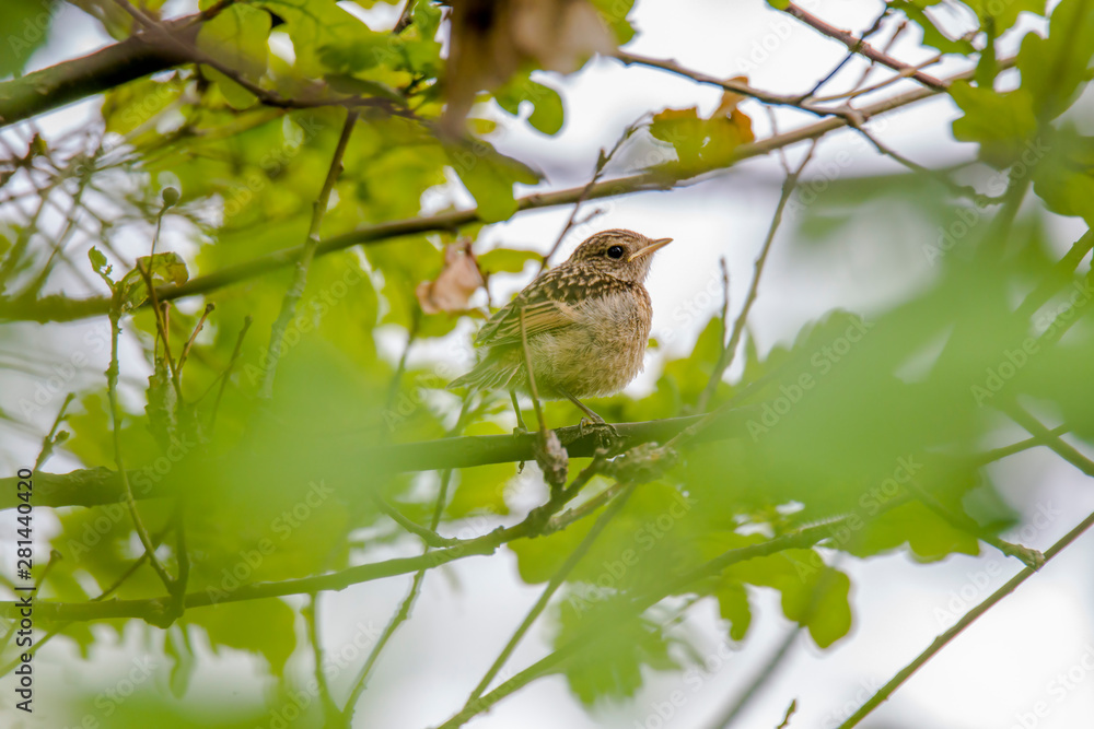 male and female stonechat on season tree branch male and female stonechat on season tree branch