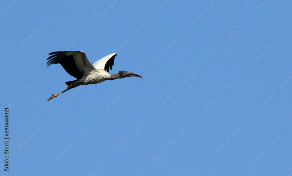 One wood stork flying against a blue sky One wood stork flying against a blue sky