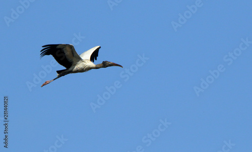 One wood stork flying against a blue sky