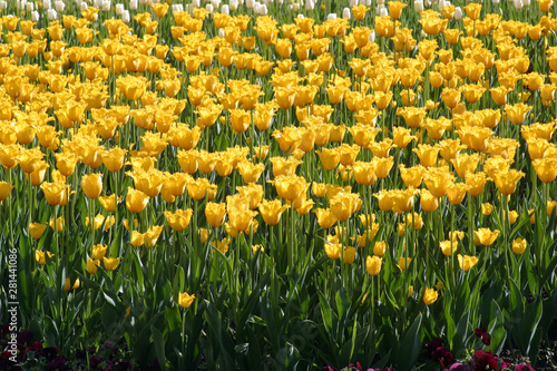 Fototapeta Naklejka Na Ścianę i Meble -  Tulips in full bloom
