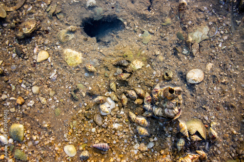Close up of small shells and crab hole  in the water on the beach.