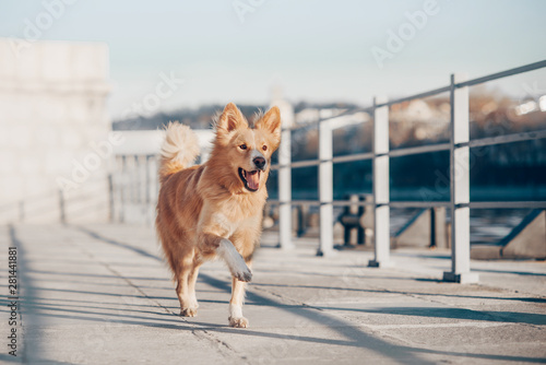 Happy mixbreed dog running along the quay photo