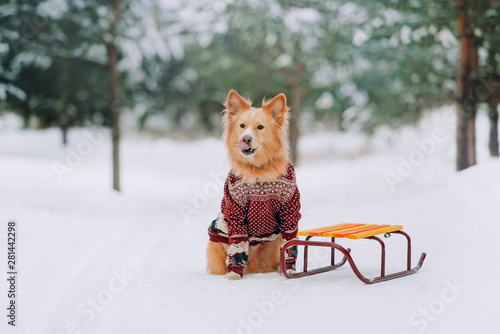 Fototapeta Yellow dog sitting near the sledges in the forest