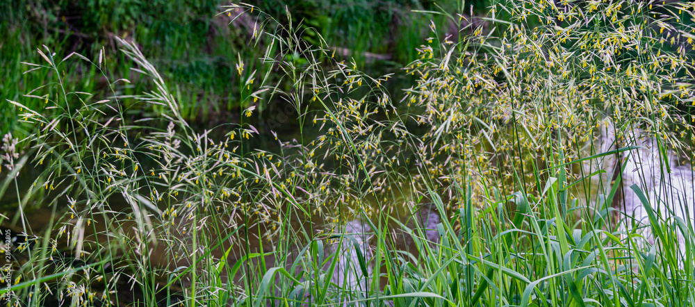 Graceful spikelets of Awnless brome (Bromopsis inermis) on meadow near river - gentle summer natural background for any design. That nice plants Bromus inermis is feed culture for fattening animals Graceful spikelets of Awnless brome (Bromopsis inermis) on meadow near river - gentle summer natural background for any design. That nice plants Bromus inermis is feed culture for fattening animals